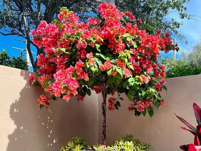 Red bougainvillea trained as a standard against a tan courtyard wall, by The Master’s Touch Landscape and Design