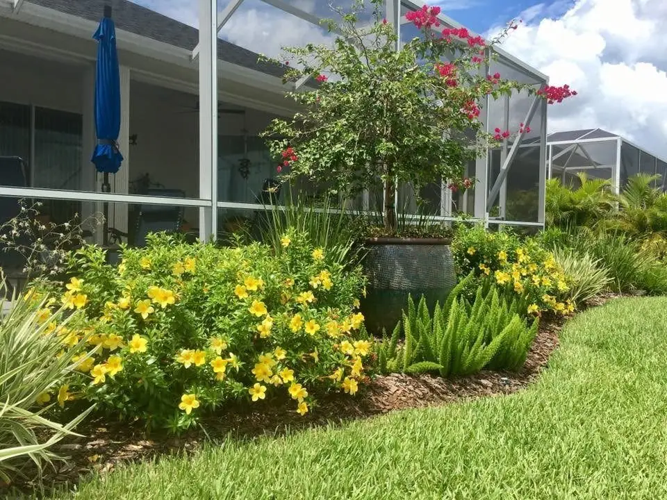 Beds of yellow flowers and a bougainvillea standard around a screened lanai in Heritage Isle, Viera, by The Master’s Touch Landscape and Design