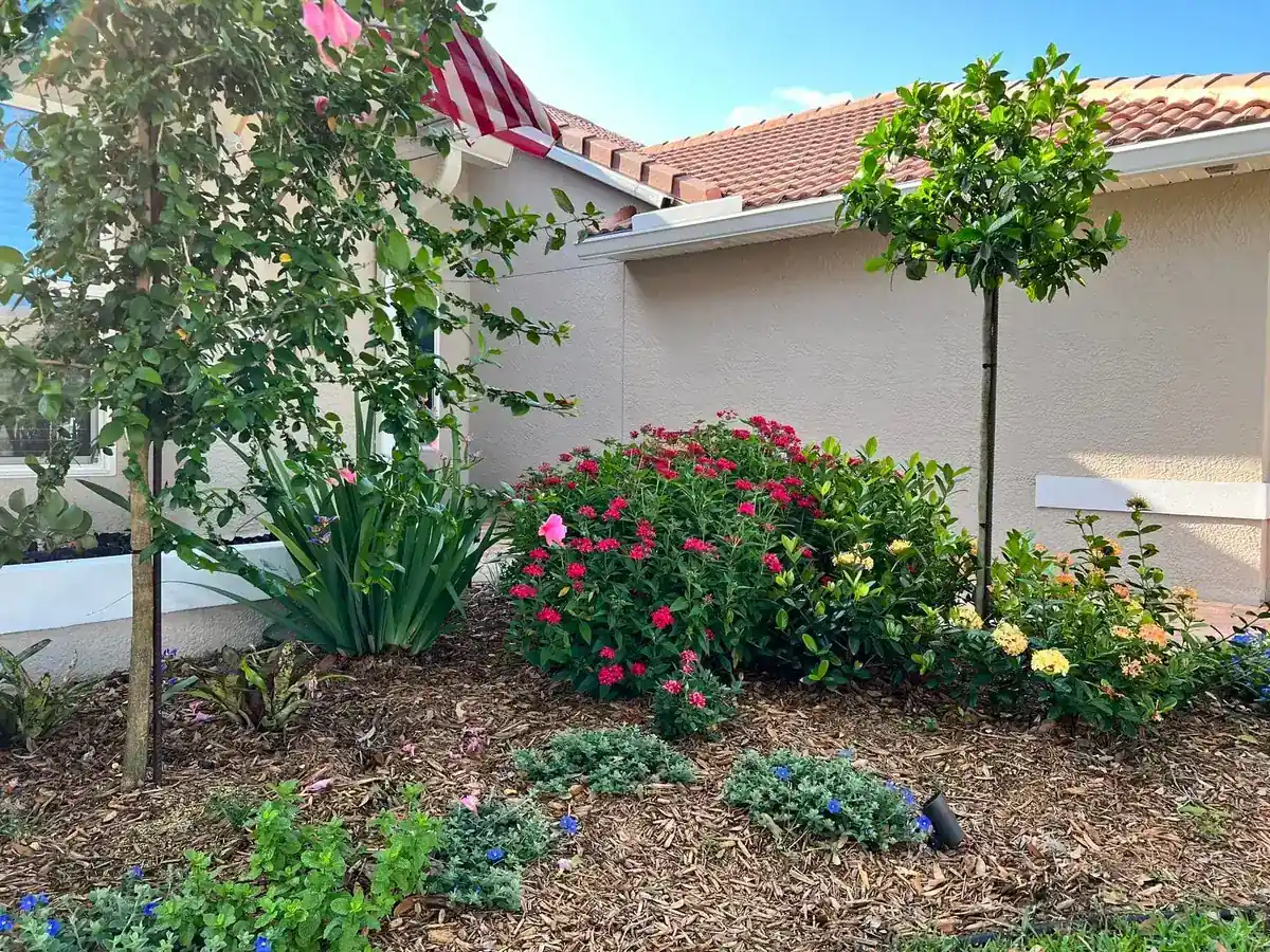 Newly installed bed along a stucco wall with a young tree, a standard and red pentas, by The Master’s Touch Landscape and Design