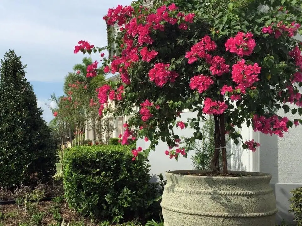 Bougainvillea standard in a large urn with clipped hedging at a home in Suntree, by The Master’s Touch Landscape and Design