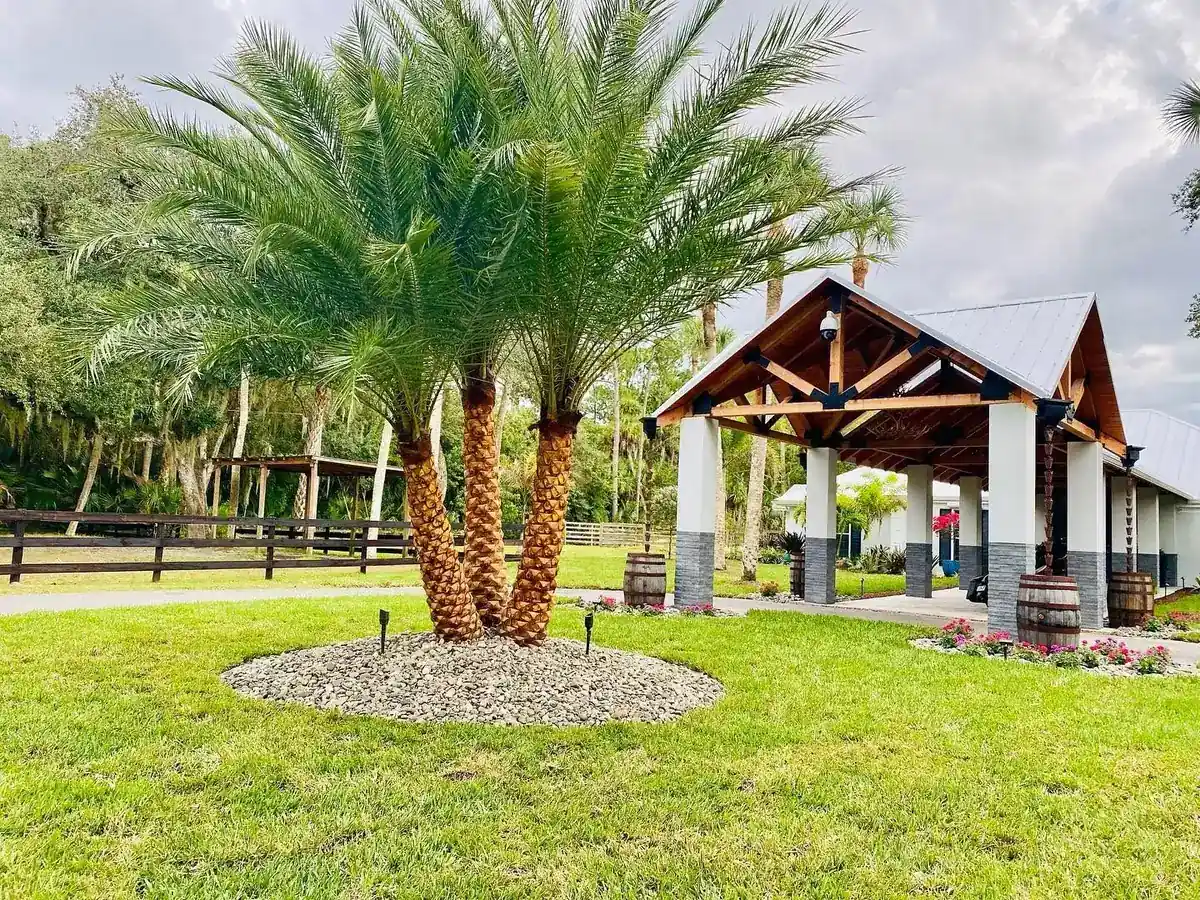 Triple Sylvester palm in a white rock ring with uplights on a lawn, beside a timber pavilion, by The Master’s Touch Landscape and Design