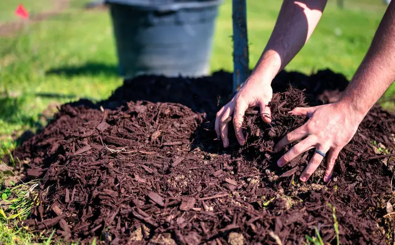 Hands spreading dark mulch around a newly planted tree