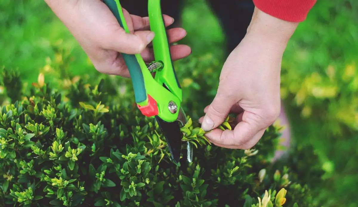 Hand pruners tip-pruning a small-leaved shrub