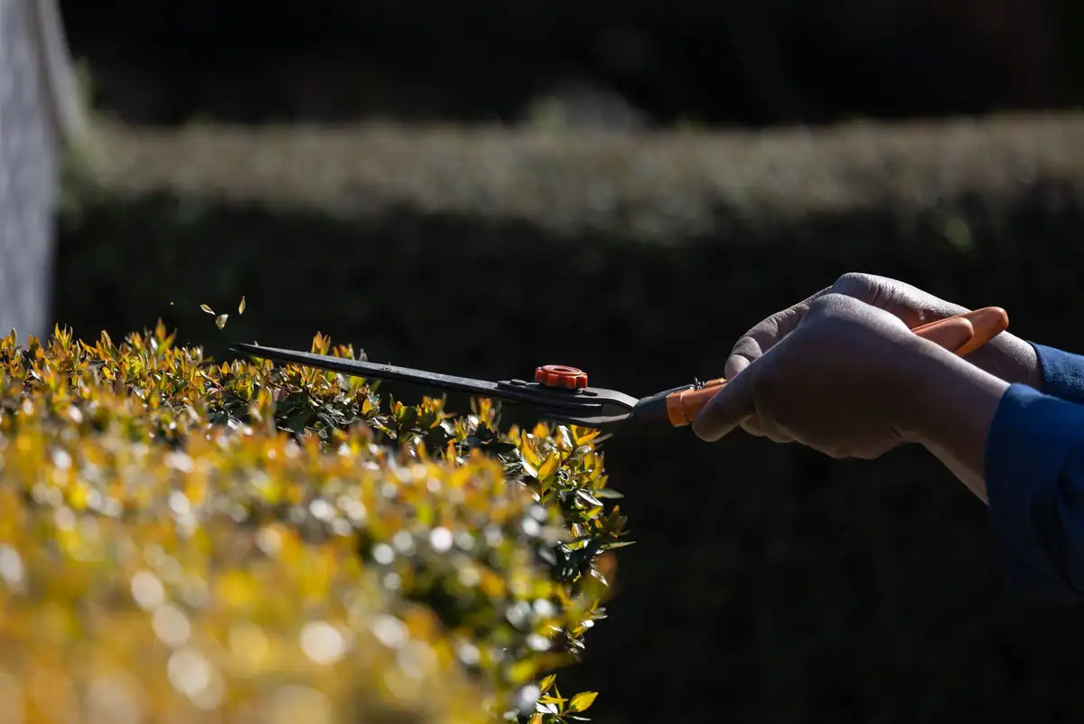 Hedge shears trimming a small-leaved hedge, clippings in the air