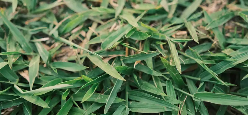 Close view of broad-bladed warm-season lawn grass